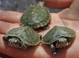 We Are Erik’s Pet Turtles