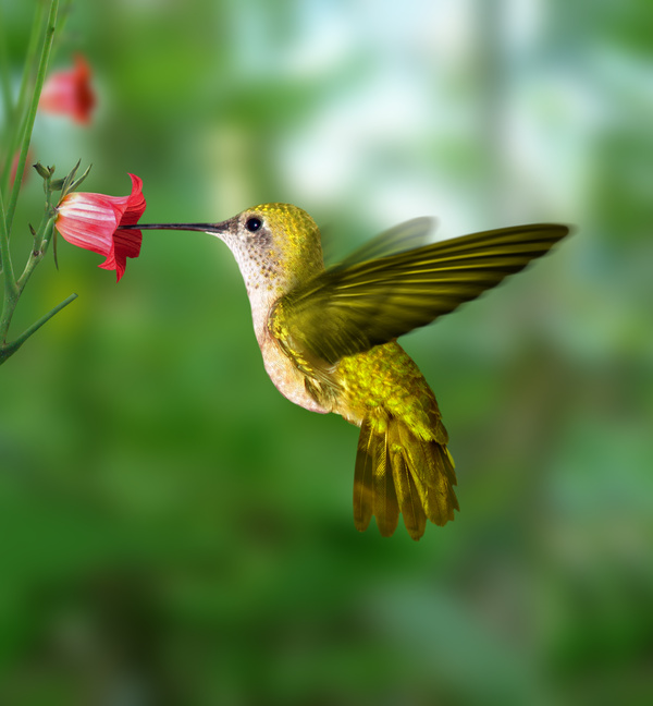 Hummingbird Wings