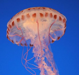 Jellyfish beautiful