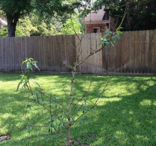 The Little Peach Tree That Could