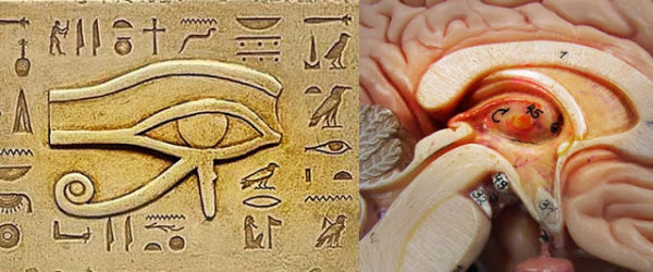 The Eye of Horus and the Pineal Gland