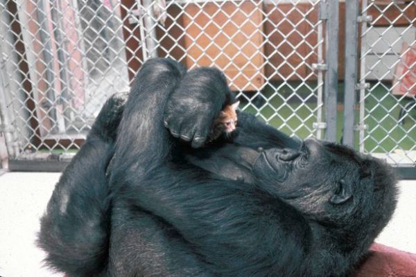 The Afterlife Interview with Koko, the Gorilla